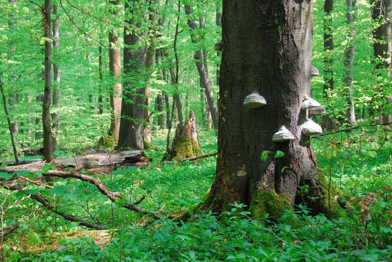 Ferienhaeuser Oberdorla Exteriér fotografie